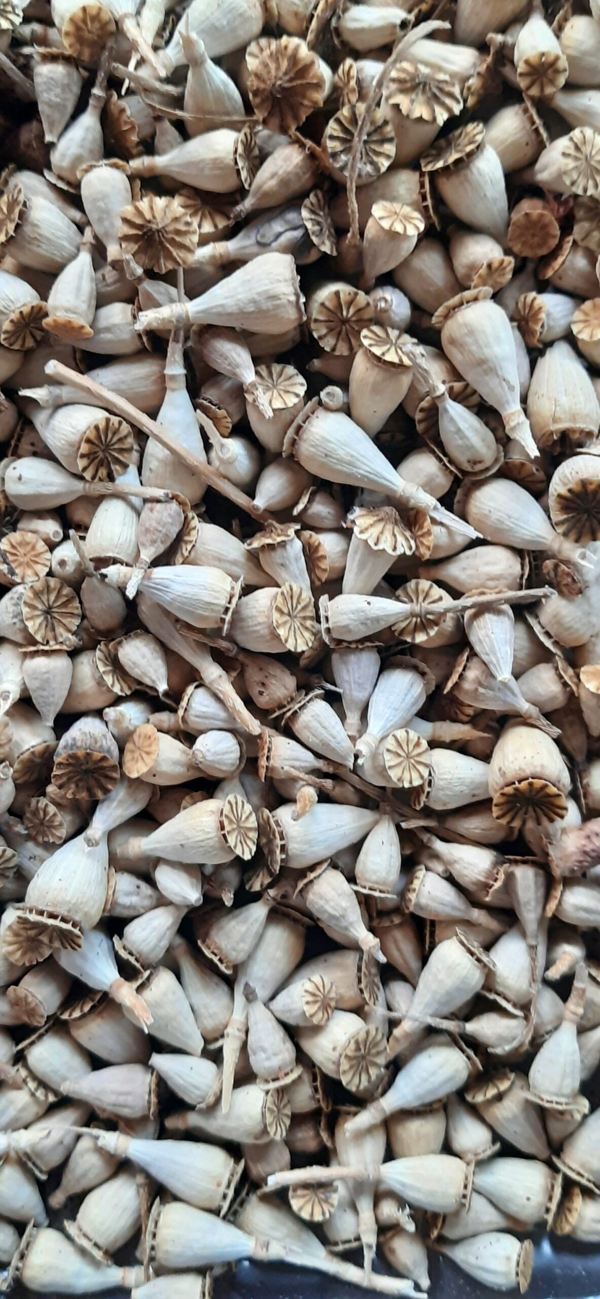 Capsule di papavero essiccate