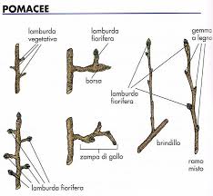Rami delle pomacee